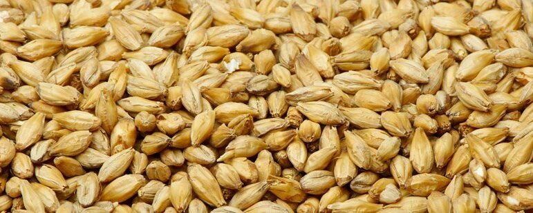 Barley-Seeds-big