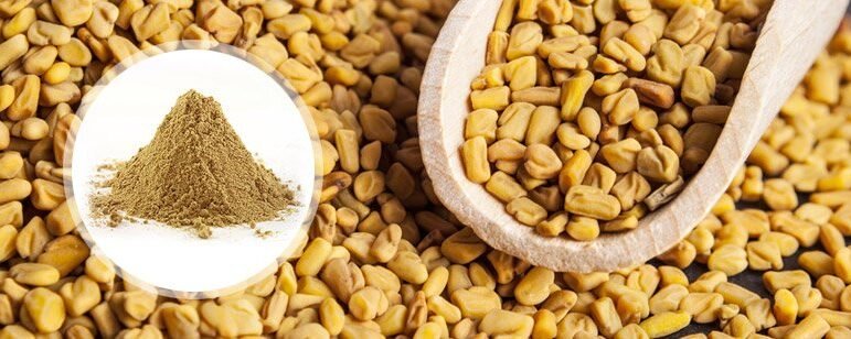 Fenugreek Seeds And Powder Exporters Suppliers From Mumbai