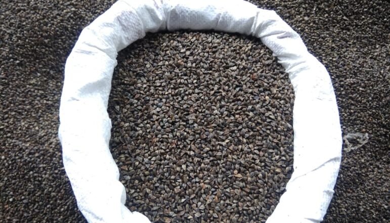 Indian-Buckwheat-Supplier