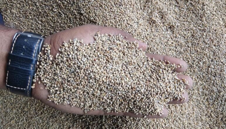 Indian-Gray-Millet-Suppliers