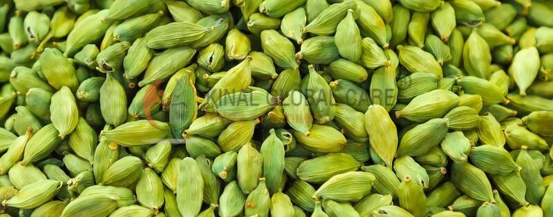 Certified organic Indian cardamom farm promoting sustainable and ethical sourcing