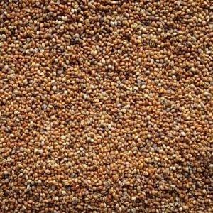 Red Millet Exporters From India