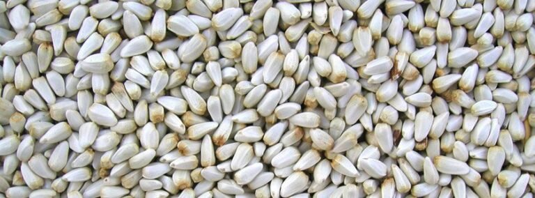 Safflower Seeds Exporters, Bird Feed Safflower Suppliers