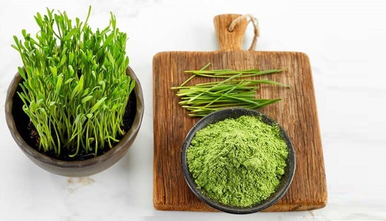 Wheatgrass powder supplier Wheatgrass powder supplier