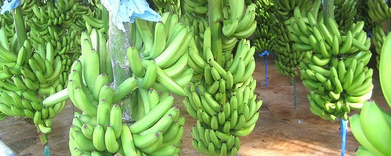 banana-big