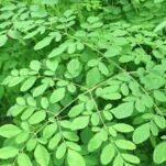 moringa-leaves-1