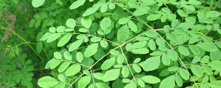 moringa-leaves-big