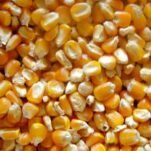 yellow-maize