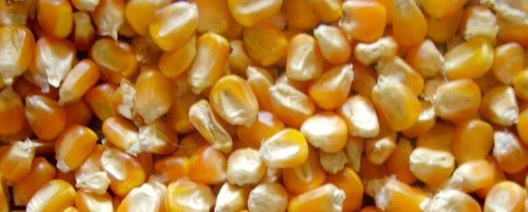 yellow-maize-big